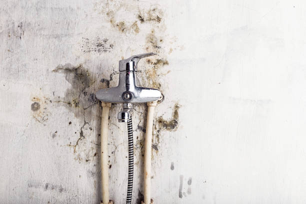 Best Professional Mold Removal  in South Taft, CA