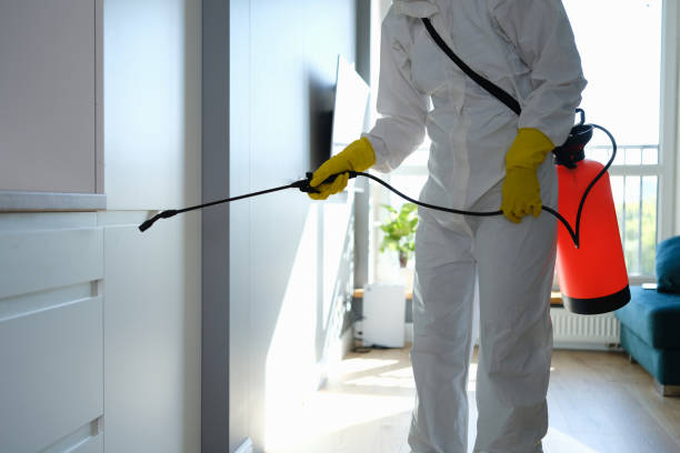 Best Best Mold Removal Companies  in South Taft, CA