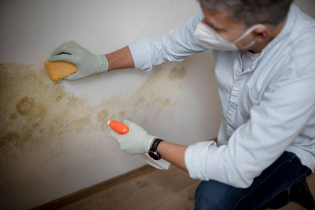 Best Home Mold Removal  in South Taft, CA