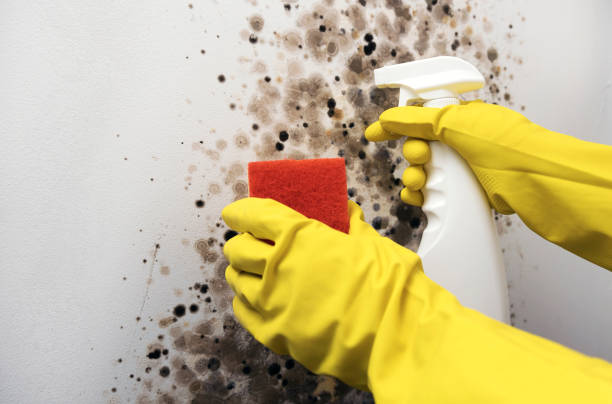 Attic Mold Removal in South Taft, CA