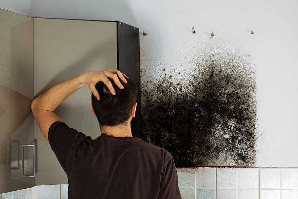 Best Mold Removal Company Near Me  in South Taft, CA