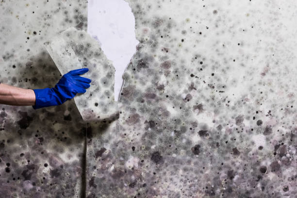 Best Mold Removal and Inspection  in South Taft, CA
